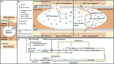 Mast Cell/Proteinase Activated Receptor 2 (PAR2) Mediated Interactions in the Pathogenesis of Discogenic Back Pain